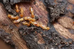 Fumigation Services