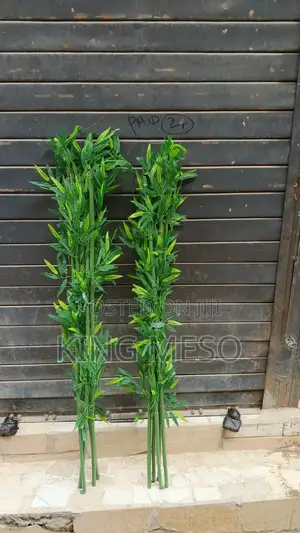 Fat Bamboo Stick Available as Seen