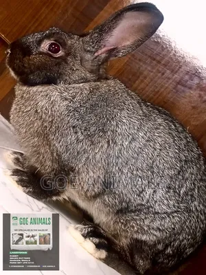Goe Animals - Matured Rabbits for Sale