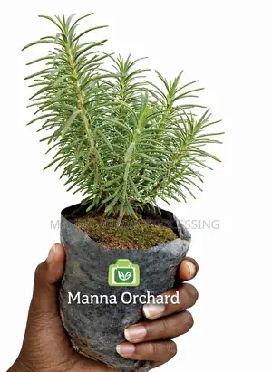Fresh Rosemary Seedlings for Sale – Healthy, Aromatic Garden-Ready