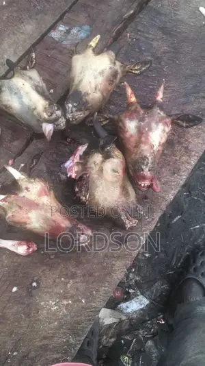 Goat Meat and Parts