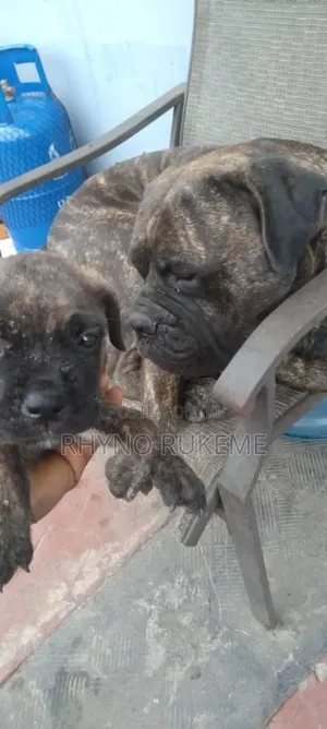 1-3 months Female Purebred Mastiff