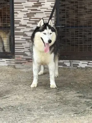 1+ year Male Purebred Siberian Husky