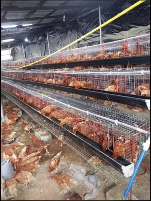 Recent Install Cages