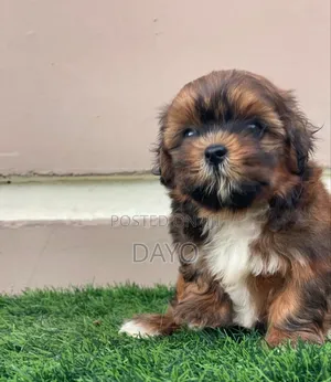0-1 month Female Purebred Shih Tzu