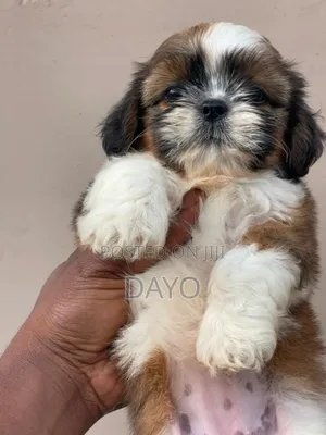 0-1 month Female Purebred Shih Tzu