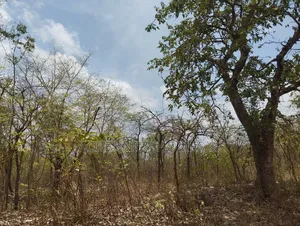 40 Acres Available for Sale at Alesinloye Village, Iseyin , Oyo State