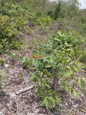 25 Acres of Farmland for Sale, Lakab Bus Stop, Iseyin Ibadan Oyo State