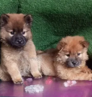1-3 months Female Purebred Chow Chow