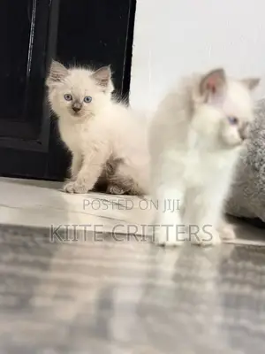 1-3 months Male Purebred Ragdoll