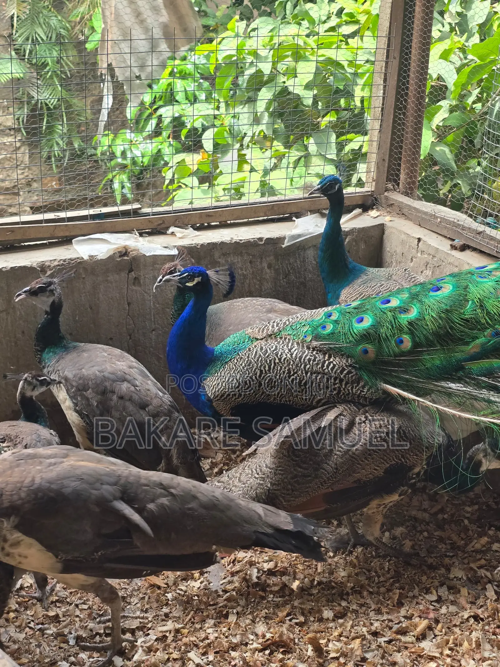 Peacock Sales