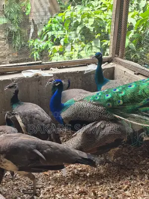 Peacock Sales