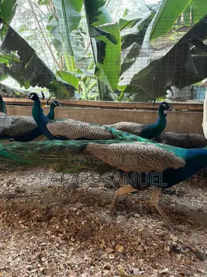 Peacock Sales