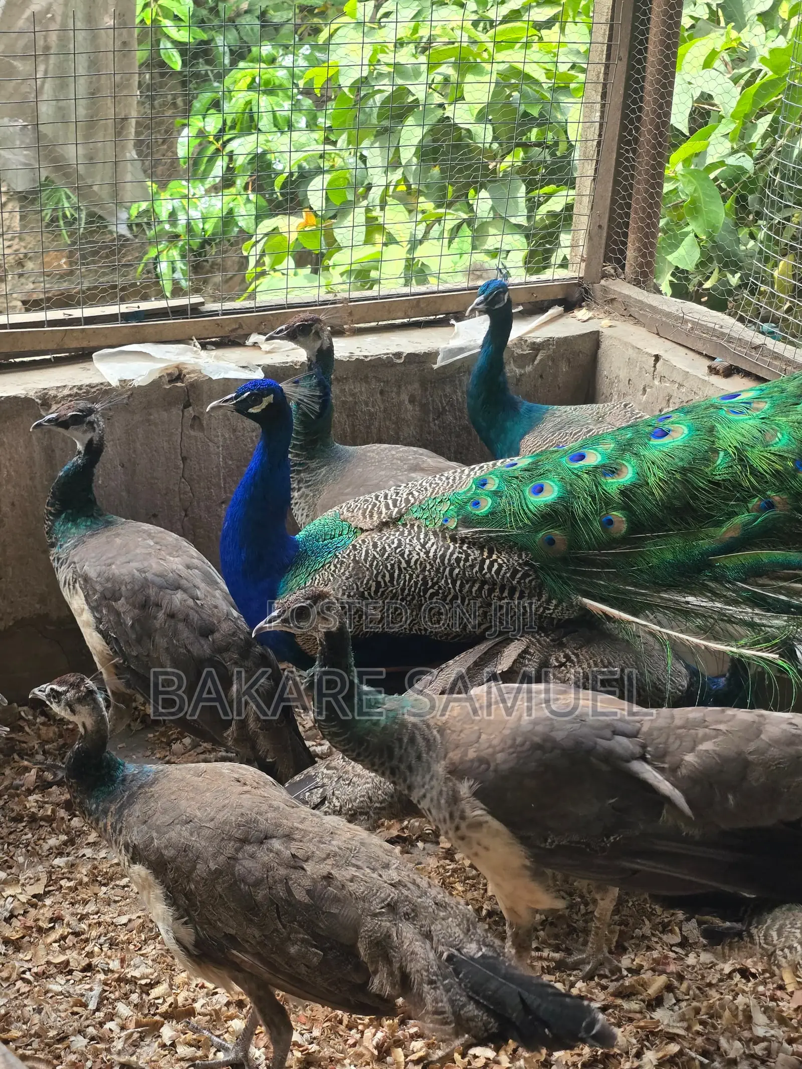 Peacock Sales
