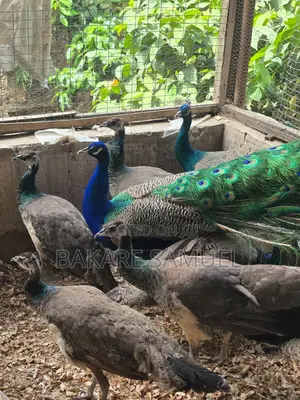 Peacock Sales