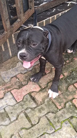 1+ year Male Purebred American Bully