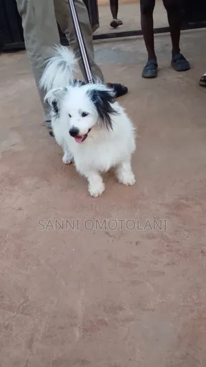 Adult Male Lhasa Is Available for Matting