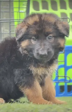 1-3 months Female Purebred German Shepherd