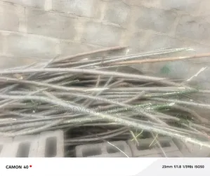 Cassava Sticks/Stems For Sale