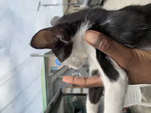1-3 months Male Mixed Breed Tabby