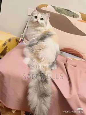 1-3 months Female Purebred Persian