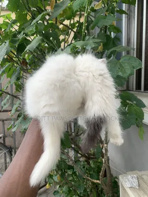 1-3 months Female Purebred Persian