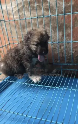 1-3 months Female Purebred Caucasian Shepherd
