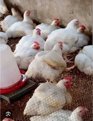 4kg Broiler Chicken