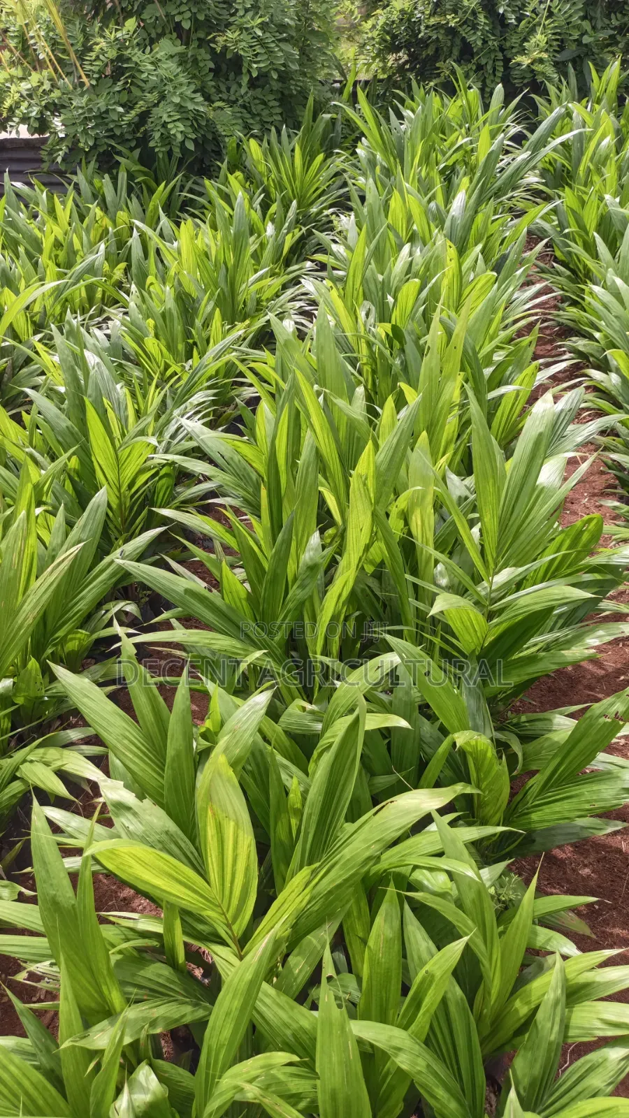 Decent Agricultural Enterprise
