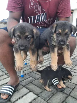 1-3 months Female Purebred German Shepherd