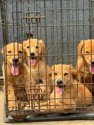 1-3 months Female Purebred Golden Retriever
