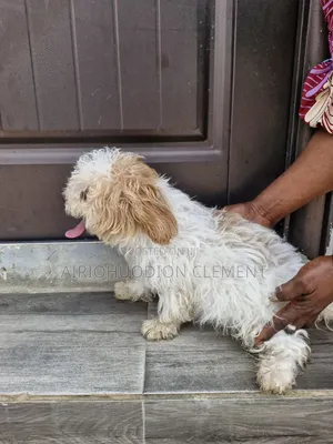 1-3 months Female Purebred Lhasa Apso