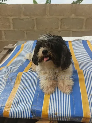 1+ year Male Purebred Lhasa Apso