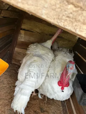 13weeks Crossbreed New Hybrid Turkey