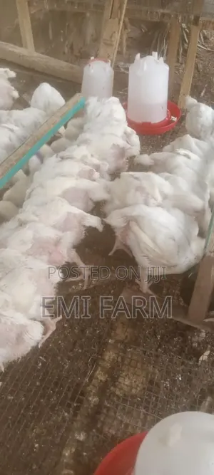 3weeks Broiler Available for Sale
