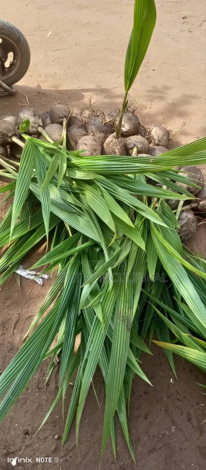 Decent Agricultural Enterprise