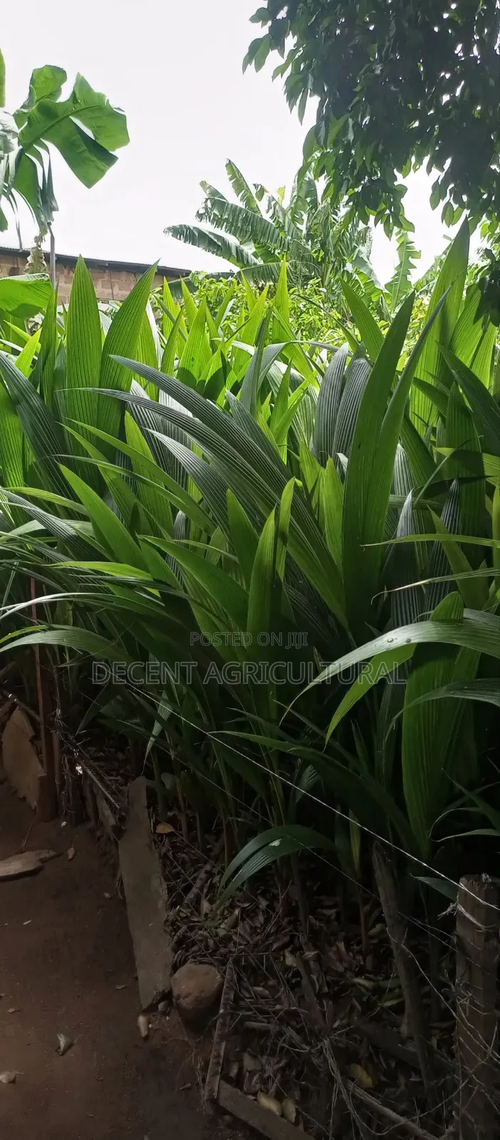 Decent Agricultural Enterprise