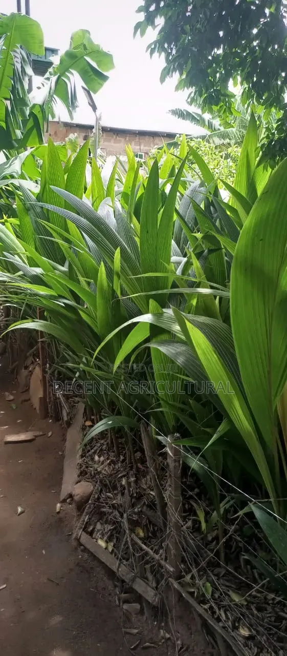 Decent Agricultural Enterprise