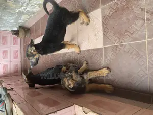 1-3 months Male Purebred German Shepherd
