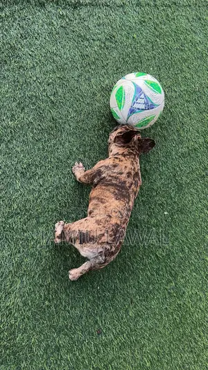 1+ year Female Purebred French Bulldog