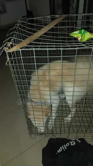 6-12 months Male Mixed Breed American Eskimo