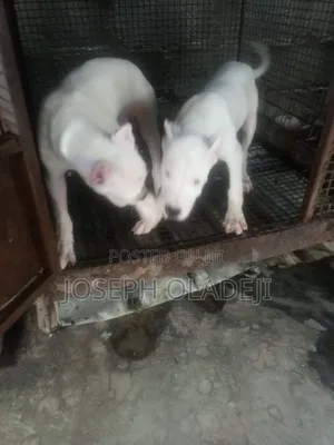 1-3 months Male Purebred Dogo Argentino