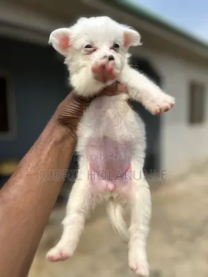0-1 month Female Purebred American Eskimo
