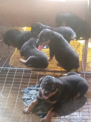 1-3 months Female Purebred Rottweiler