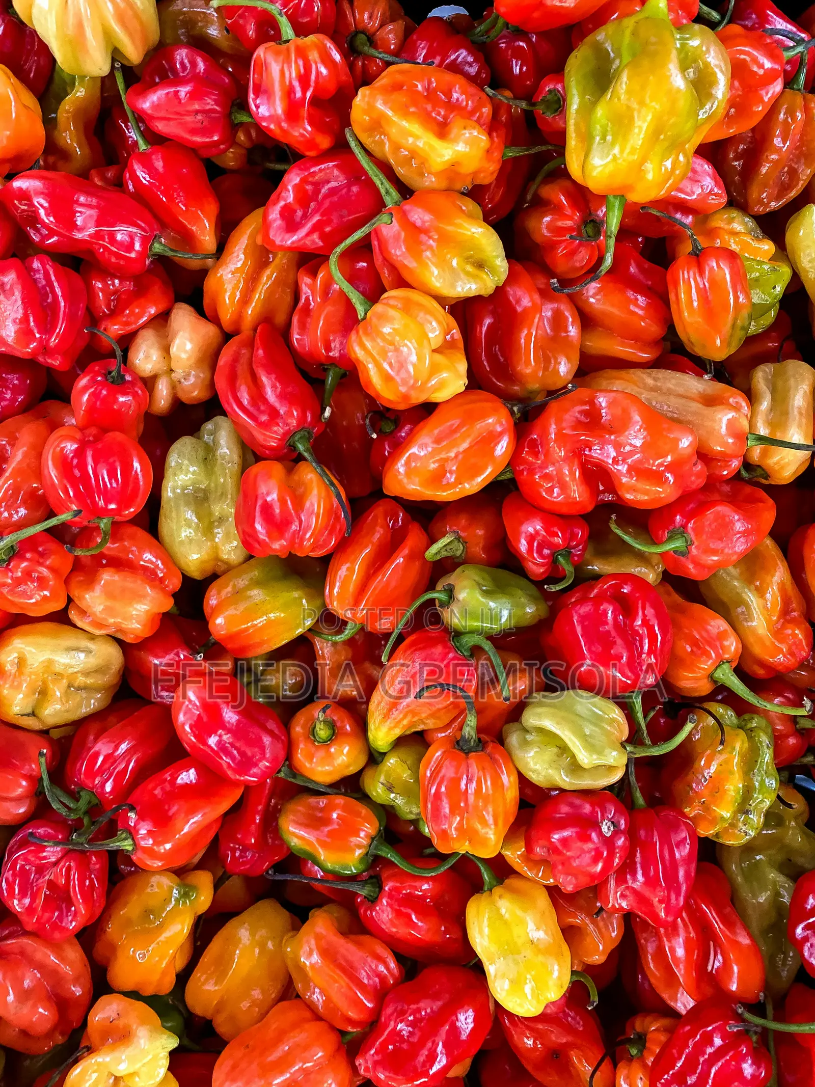 Habanero Pepper