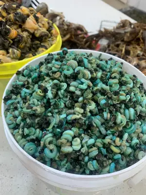 Fresh/Dried Perewinkel