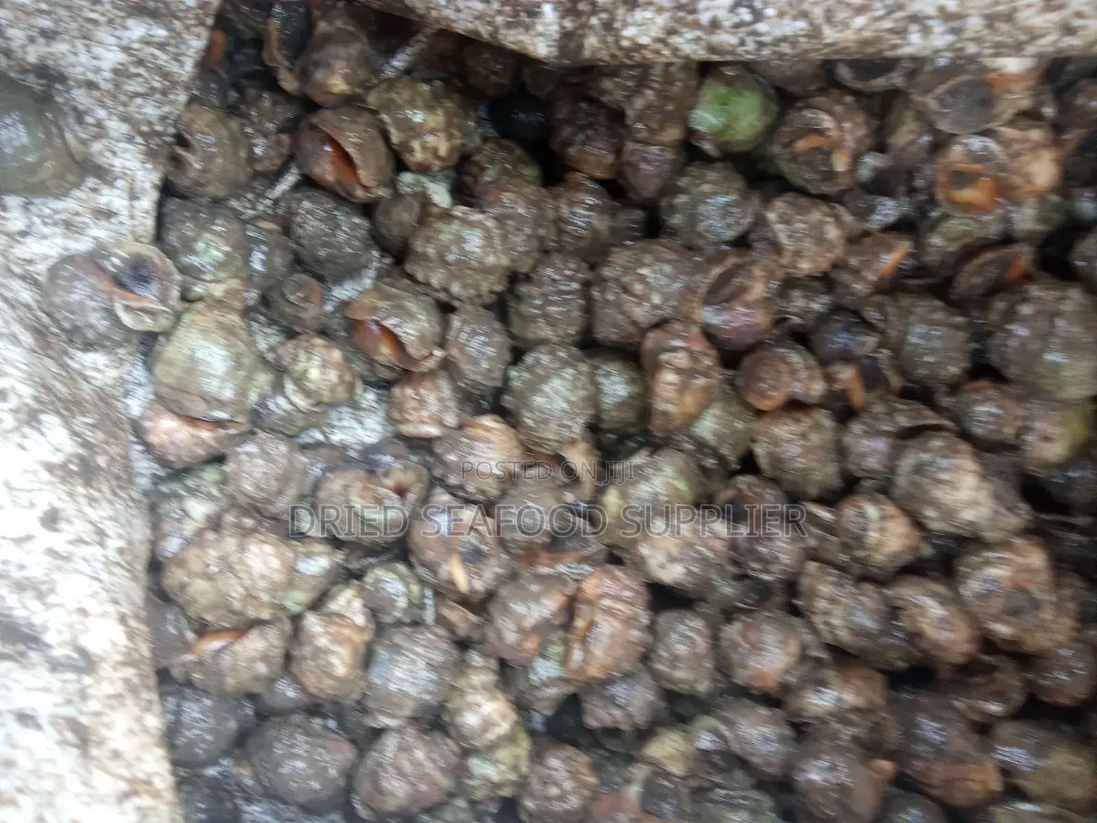 Fresh/Dried Perewinkel