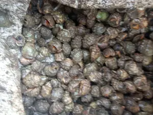 Fresh/Dried Perewinkel