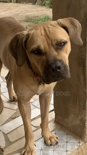 1+ year Male Purebred Boerboel