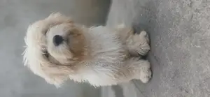 6-12 months Male Purebred Lhasa Apso